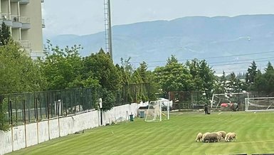 Denizlispor'da şaşırtan görüntü! Tesislerde koyun otlatıldı