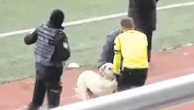 Sahaya dalan köpek zor ikna edildi