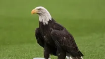Kartal uçuruldu
