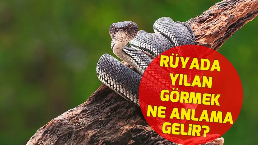 RÜYADA YILAN GÖRMEK NE ANLAMA GELİR? | Rüya tabirleri 2022 - Rüyada
