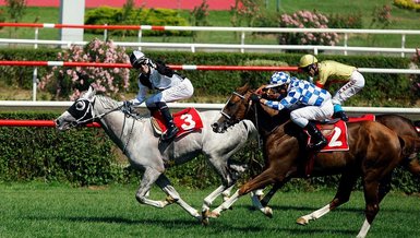 Nene Hatun’da denk safkanlar
