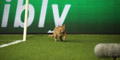 Sahaya kedi girdi, Beşiktaş golü buldu!