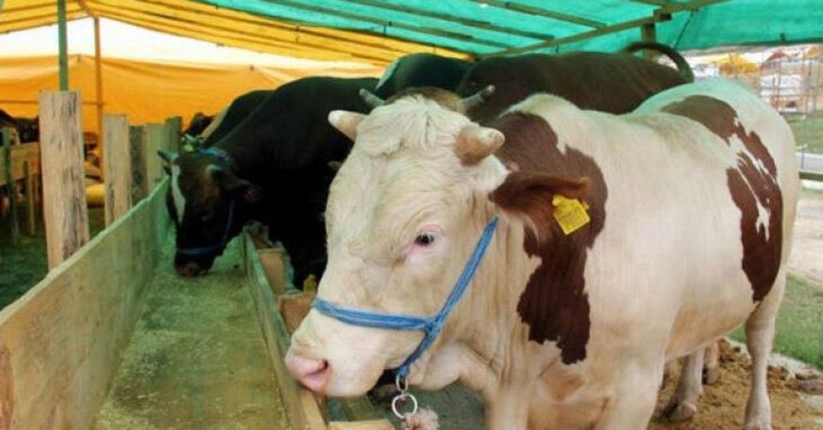 kurban bayrami ne zaman 2020 kurban