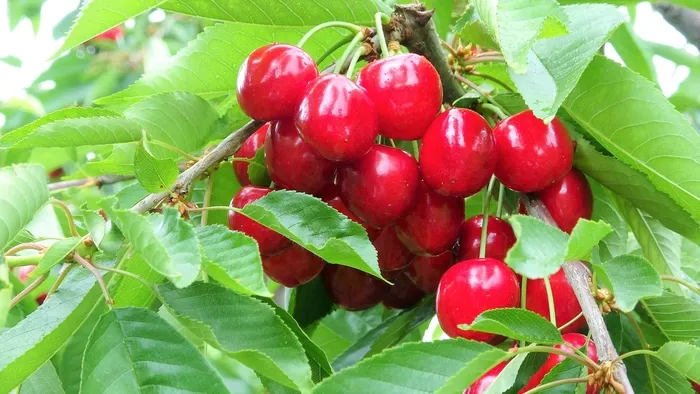 🍒KİRAZIN FAYDASI NEDİR | Kiraz yemek zayıflatır mı? Kirazın az bilinen mucizeleri... - 1
