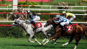 Nene Hatun’da denk safkanlar