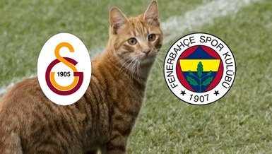 Samandıra'da casus var! Galatasaray - Fenerbahçe derbisi öncesi kedi girdi ve...