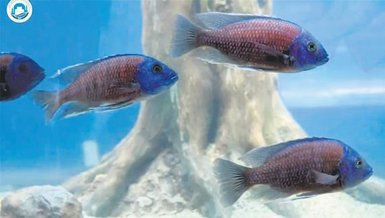 Balıklar bile bordo-mavi