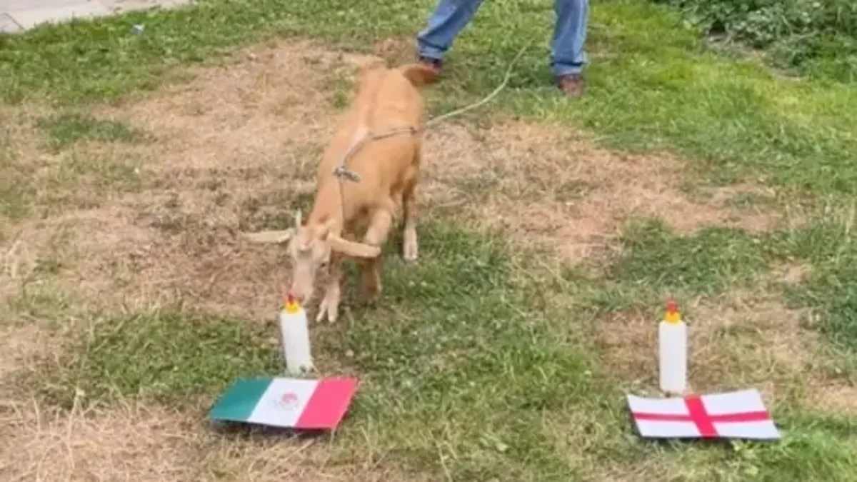 Dünya Kupası'nın yeni kahini bir keçi! 4 maçın sonucunu doğru tahmin etti