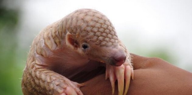 Yeni tip corona virüsü (Covid-19) pangolinden mi bulaştı? Pangolin nedir?