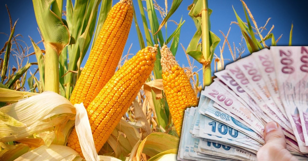 Кукуруза сочи фото Кукуруза сочи фото