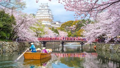 Sakura Nedir Japonya Icin Sakura Neden Onemlidir Iste Yanitlari Fotomac