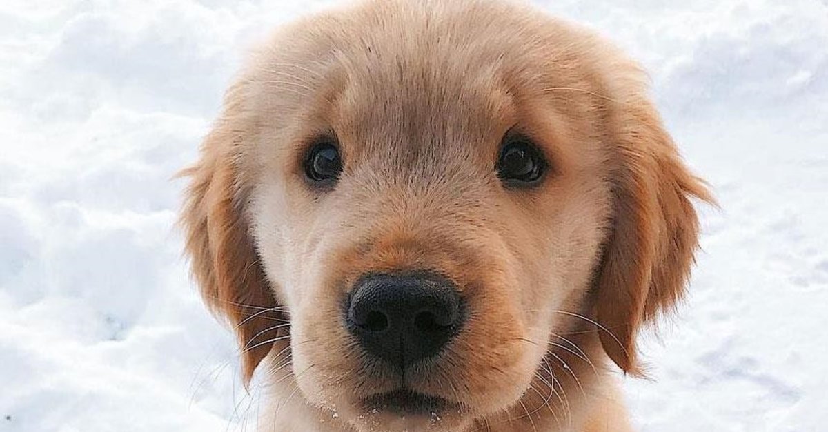 kopek bakimi nasil yapilir ev kopekleri nasil beslenir evde kopek bakmak zor mu fotomac kopek bakimi nasil yapilir ev kopekleri nasil beslenir evde kopek bakmak zor mu fotomac