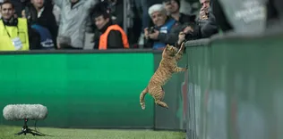Beşiktaş Tekir’i arıyor