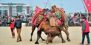 Krizdeki Horoz'a 'deve' desteği