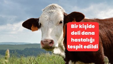 Deli dana hastalığı nedir, belirtileri nelerdir? Deli dana hastalığı nasıl bulaşır?