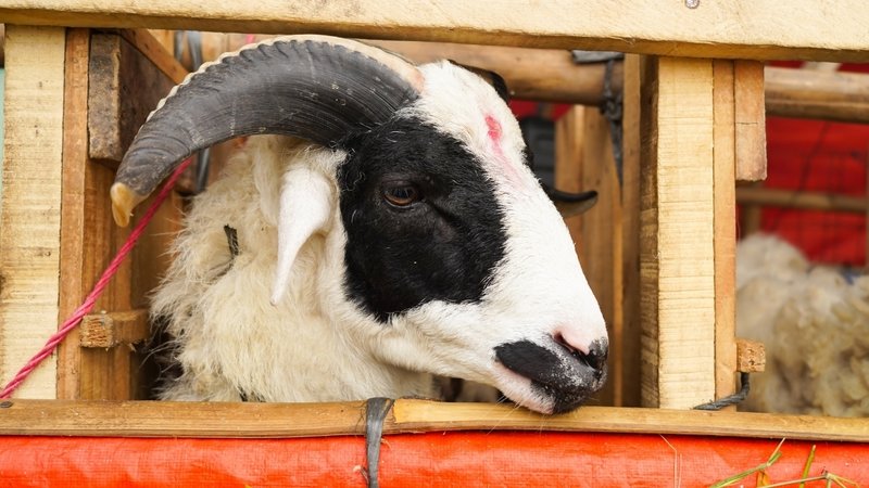 bayram-tatili-kac-gun-olacak-2026-kurban-bayrami-tatili-kac-gun-1774936591650.jpg 2026 Kurban Bayramı ne zaman, bayram tatili kaç gün