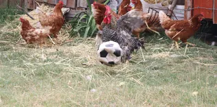Futbol oynayan ’horoz’