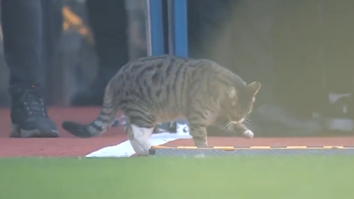 Ziraat Türkiye Kupası'nda davetsiz misafir