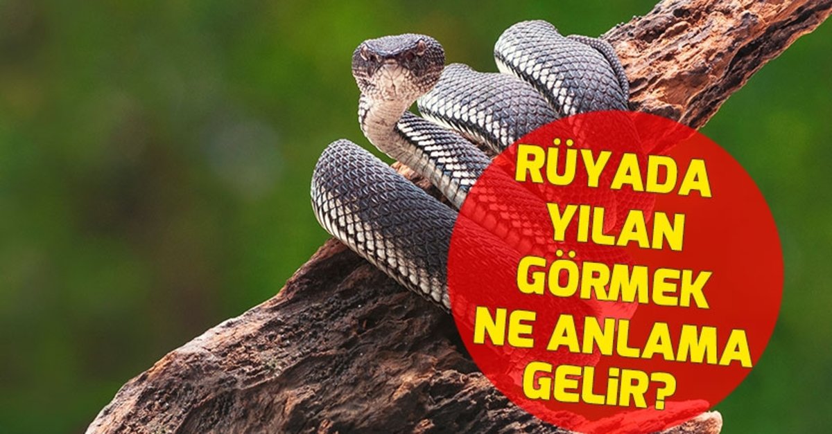 Rüyada Yılan Görmek Islami Rüyada Yılan Görmek Islami