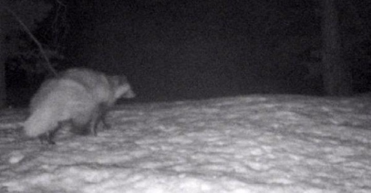Rakun Kopegi Nedir Nerede Yasar Ozellikleri Neler Turkiye De Ilk Kez Goruldu Fotomac Rakun Kopegi Nedir Nerede Yasar Ozellikleri Neler Turkiye De Ilk Kez Goruldu Fotomac