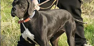 250 av köpeği merada yarıştı