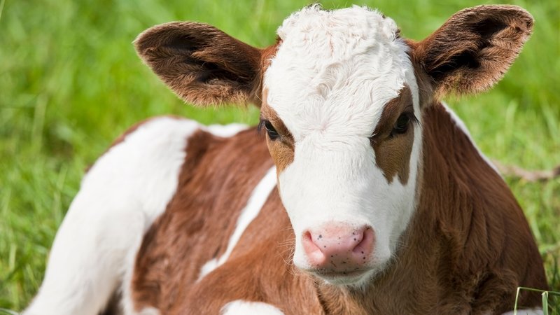 deli-dana-hastaligi-nedir-belirtileri-nelerdir-deli-dana-hastaligi-nasil-bulasir-1761901678744.jpg deli dana hastalığı nedir