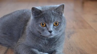 Kedi bakımı nasıl yapılır? Ev kedileri nasıl beslenir? Evde kedi bakmak zor mu?