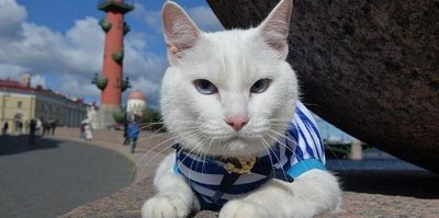 Dünya Kupası'nın yeni kahini 'Kedi Achilles'