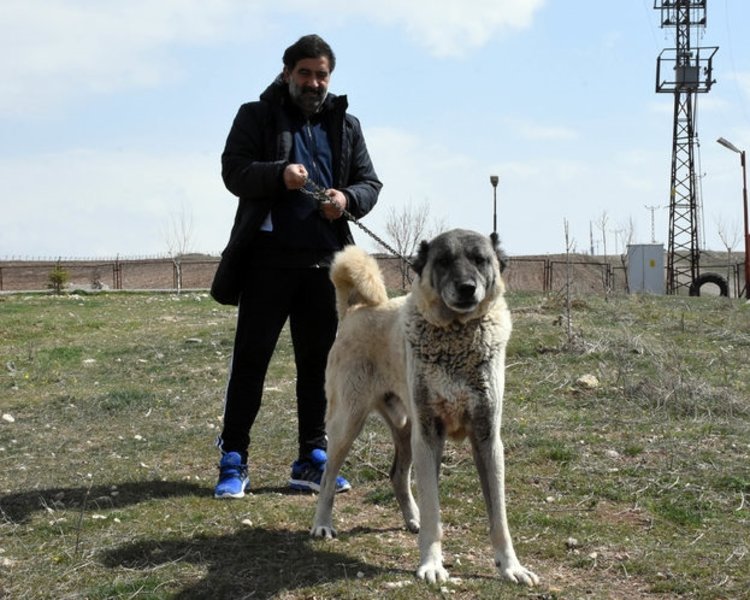 unal karaman in kangal kopegi sevgisi fotomac
