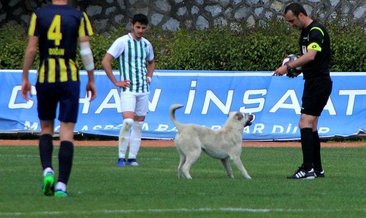 Sahaya önce köpek sonra taraftar girdi