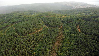 ORMANLARA GİRİŞ YASAĞI SON DAKİKA | 27 ilde ormanlara giriş yasaklandı! - Piknik ve mangal yapmak yasak mı?