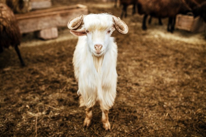 24-nisan-tatil-mi-24-nisan-cuma-gunu-okul-var-mi-okullar-tatil-mi-1776789662814.jpg Kurban Bayramı tatili kaç gün?