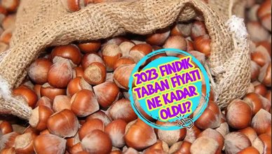 FINDIK FİYATLARI BELLİ OLDU MU 2023? | 🌰TMO fındık taban fiyatı ne kadar oldu? İl il en düşük, en yüksek fındık fiyatları