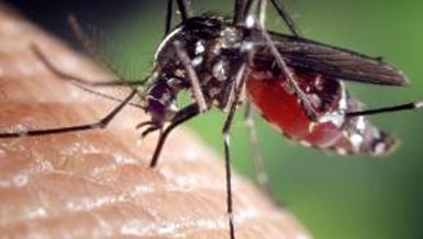 SİNEK ISIRIĞINA NE İYİ GELİR? | Sivrisinek kaşıntısı nasıl geçer? Sinek ısırığı nasıl önlenir? Evde doğal yöntemlerle sinek ısırıklarına son!