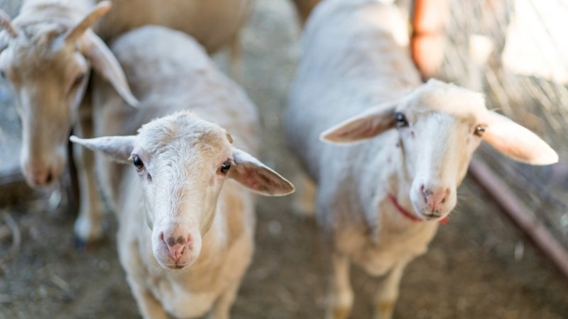 bayram-tatili-kac-gun-olacak-2026-kurban-bayrami-tatili-kac-gun-1774936589568.jpg 2026 Kurban Bayramı ne zaman, bayram tatili kaç gün