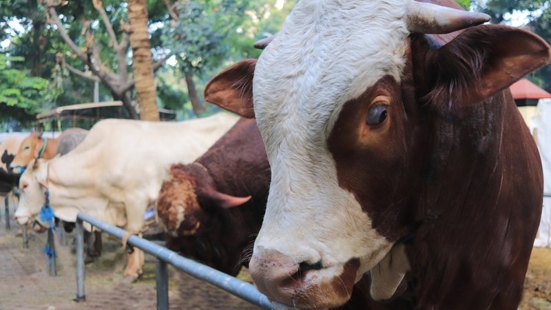 bayram-tatili-kac-gun-olacak-2026-kurban-bayrami-tatili-kac-gun-1774936586520.jpg 2026 Kurban Bayramı ne zaman, bayram tatili kaç gün