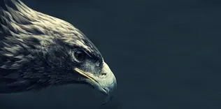 İşte Beşiktaş’ın ’Come To Beşiktaş’ videosu