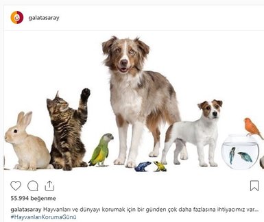 Galatasaray’dan hayvanlar günü paylaşımı