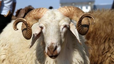 bayram ikramiyeleri ne zaman yatacak