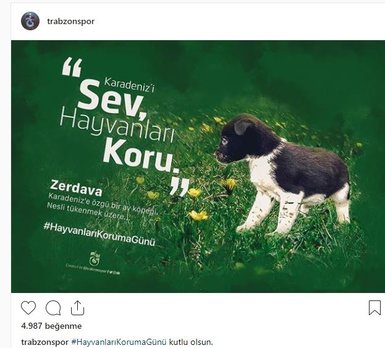 Trabzonspor’dan hayvanlar günü paylaşımı