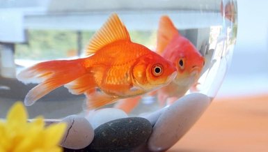 evde balik beslemek hangi baliklar evde beslenir baliklar ne yer fotomac evde balik beslemek hangi baliklar evde beslenir baliklar ne yer fotomac