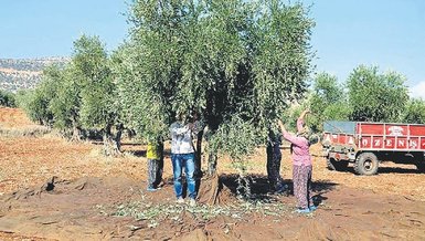 Zeytin hasadı başladı