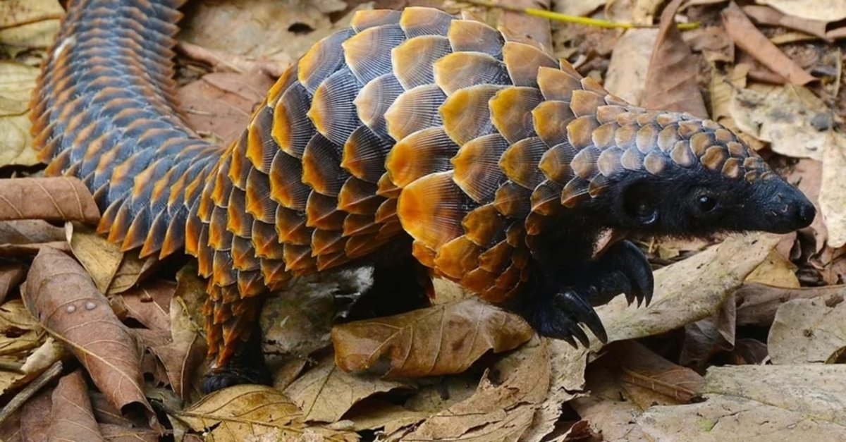 pangolin nedir koronavirus pangolin havyanindan mi ortaya cikti virusun nedeni pangolin mi pan