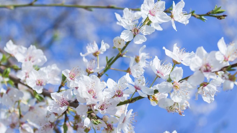 birinci-cemre-dustu-mu-ikinci-cemre-nereye-dusecek-cemre-dusme-tarihleri-1771757315184.jpg İkinci cemre ne zaman düşecek?
