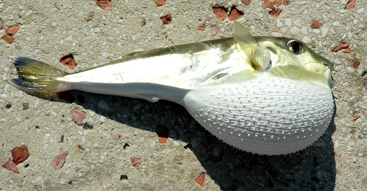 balon baligi zehirli mi balon baligi oldurur mu fotomac