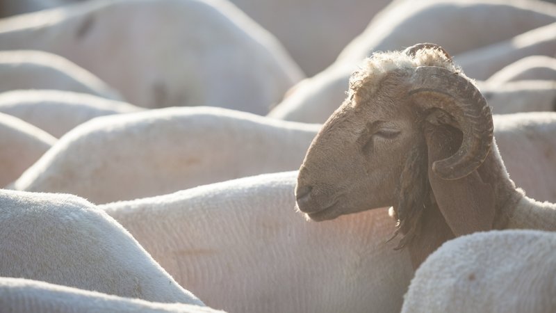 kurban-bayrami-ne-zaman-2026-2026-kurban-bayrami-tatili-kac-gun-ne-zaman-basliyor-1771705116203.jpg Kurban Bayramı ne zaman 2026?